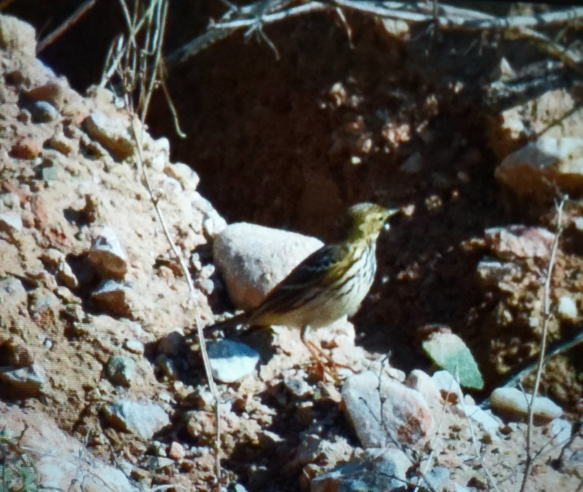 Meadow Pipit - ML646178812