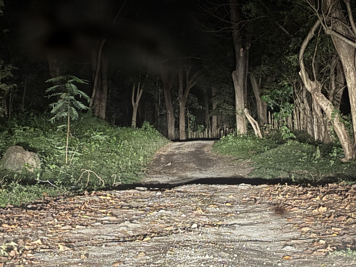 Пораке - ML646178813