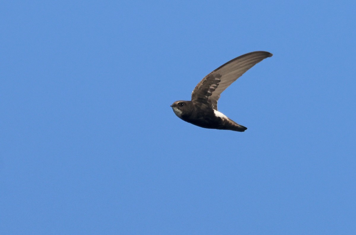 Little Swift - ML646178814