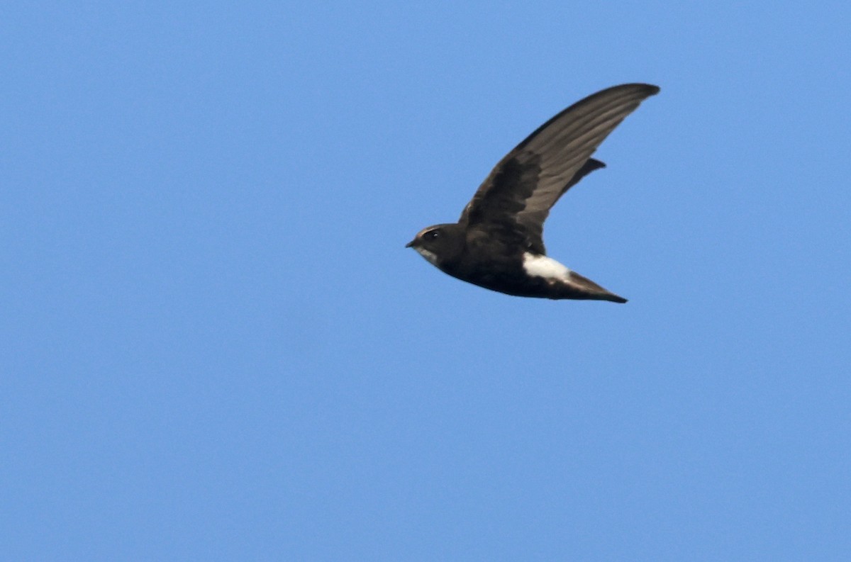 Little Swift - ML646178816