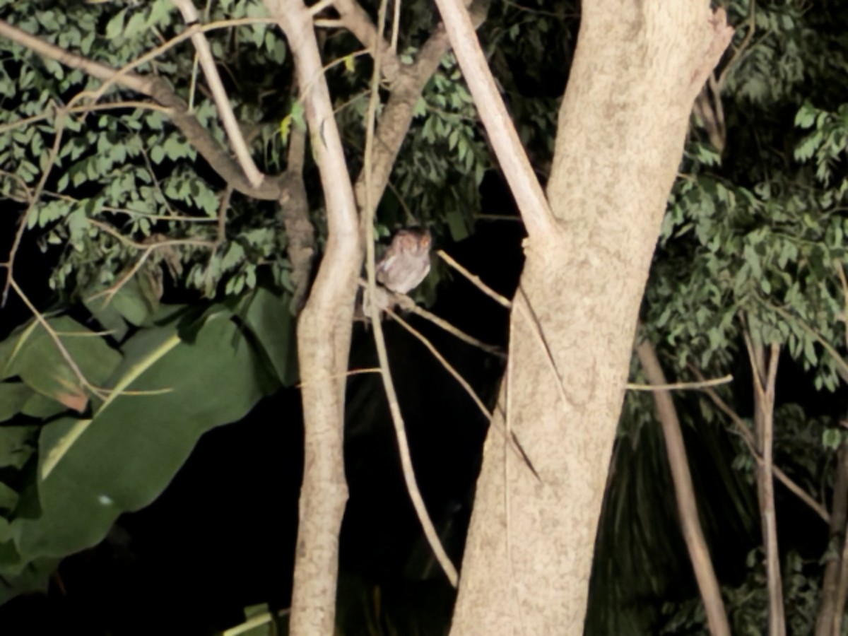 výreček pacifický - ML646178820