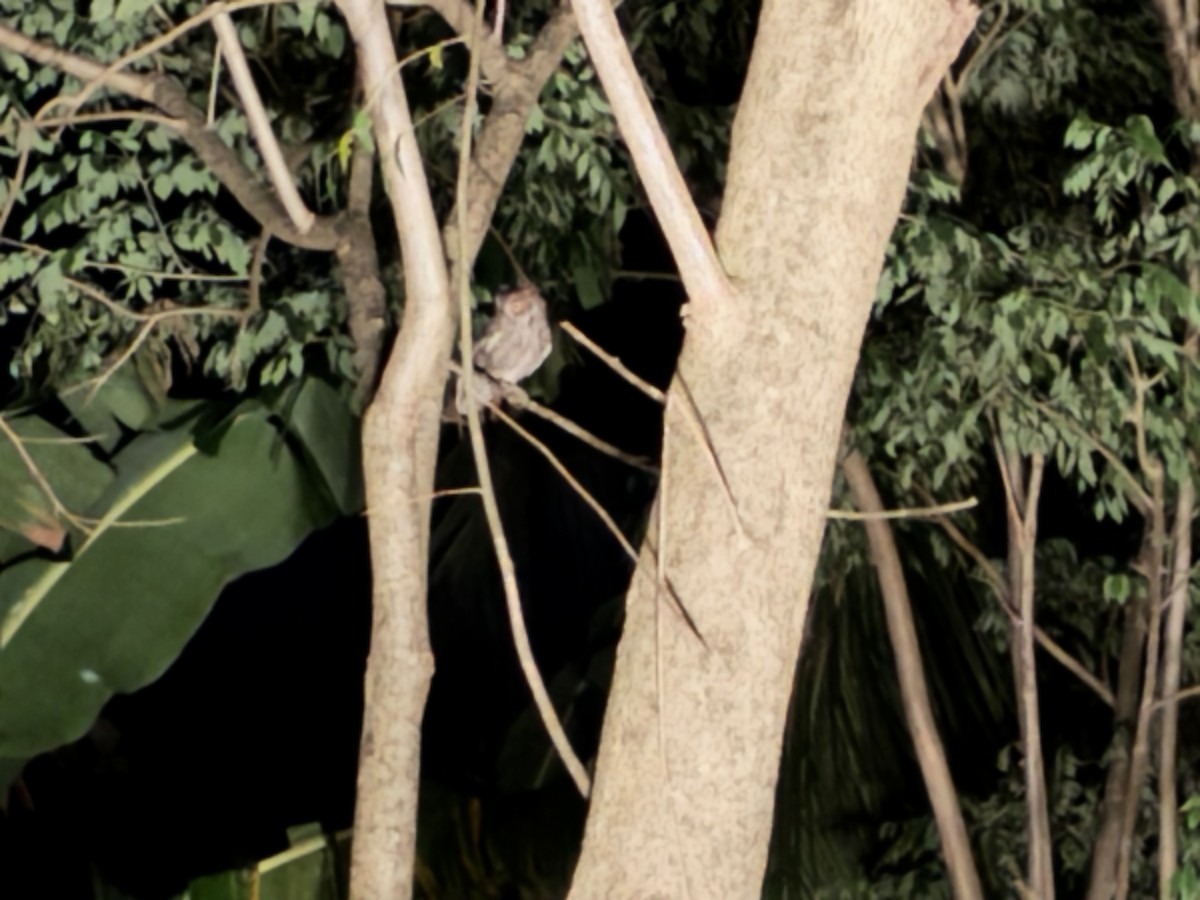 výreček pacifický - ML646178821