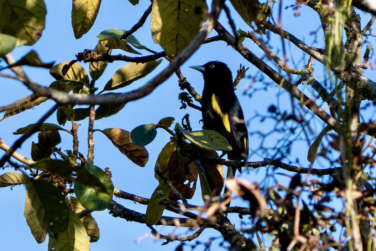 Golden-winged Cacique - ML646178829