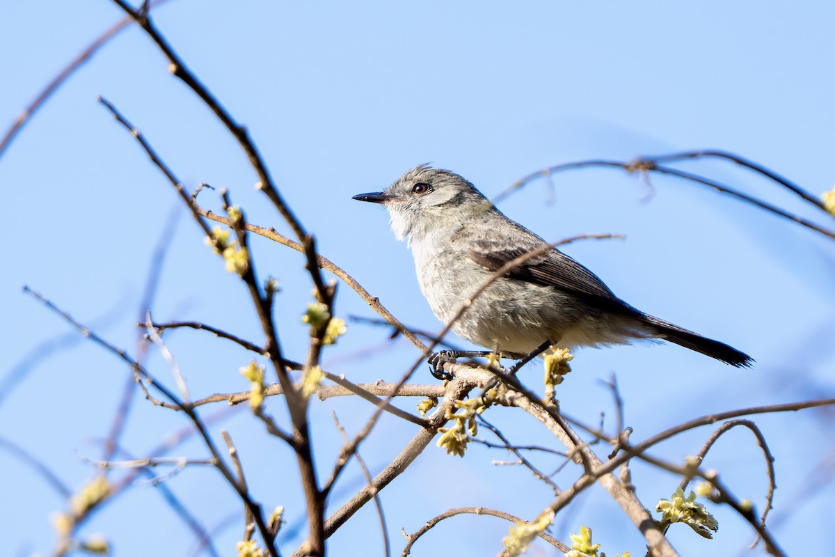 Sooty Tyrannulet - ML646178830