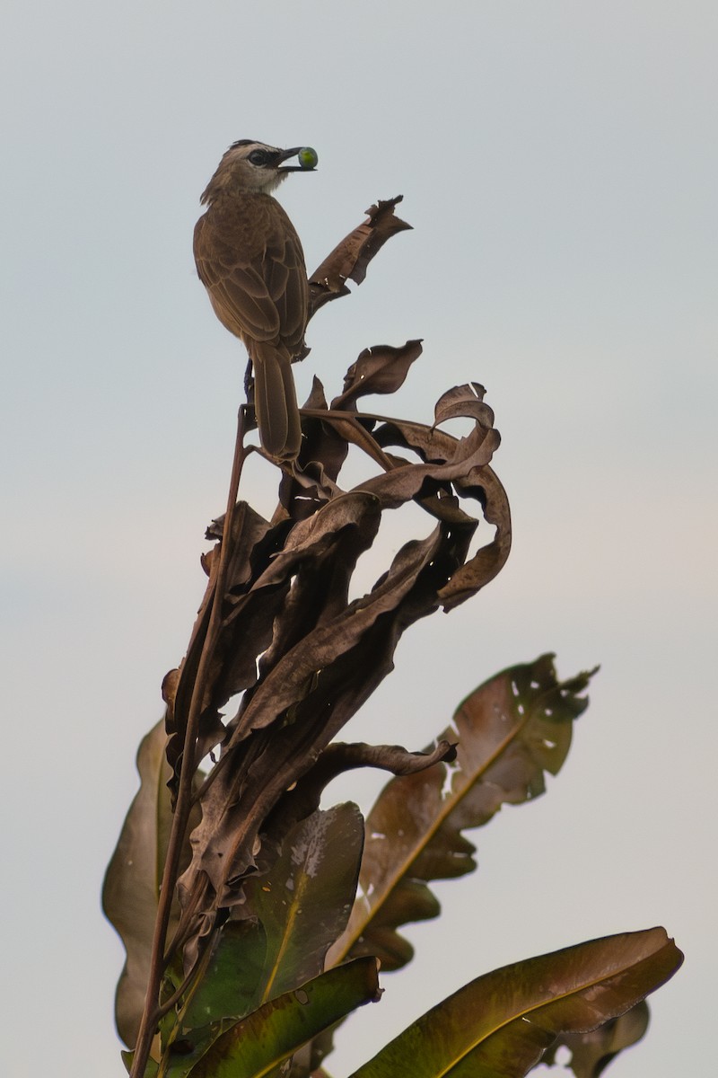 Yellow-vented Bulbul - ML646178835
