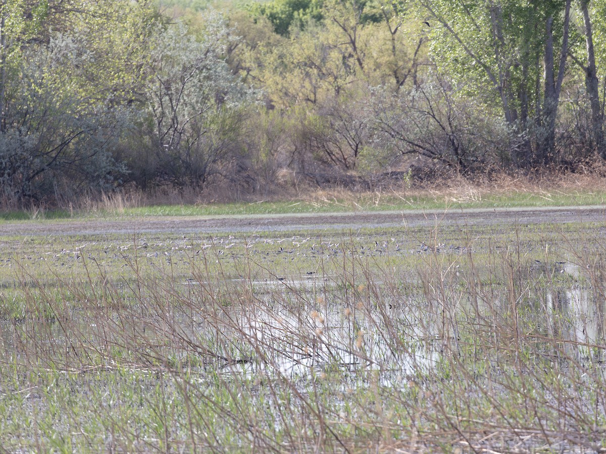 Greater Yellowlegs - ML646178836