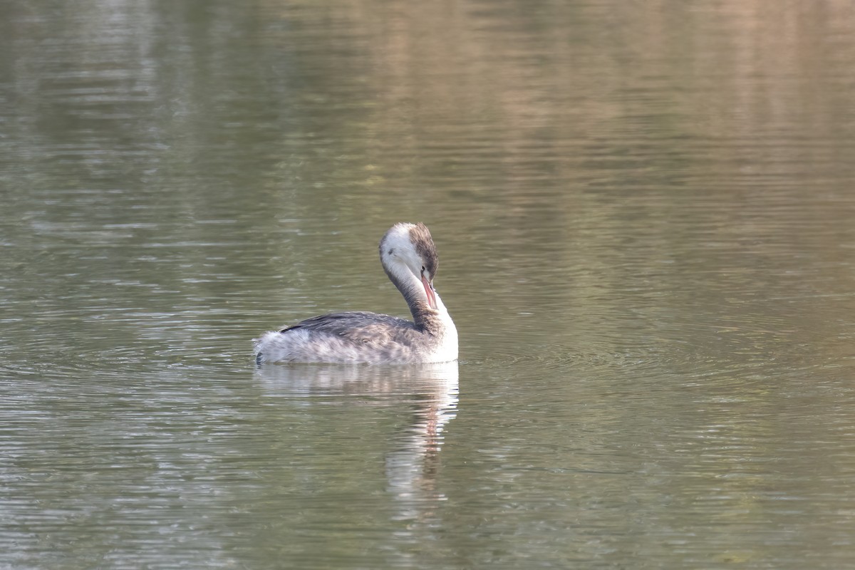 冠鸊鷉 - ML646178838