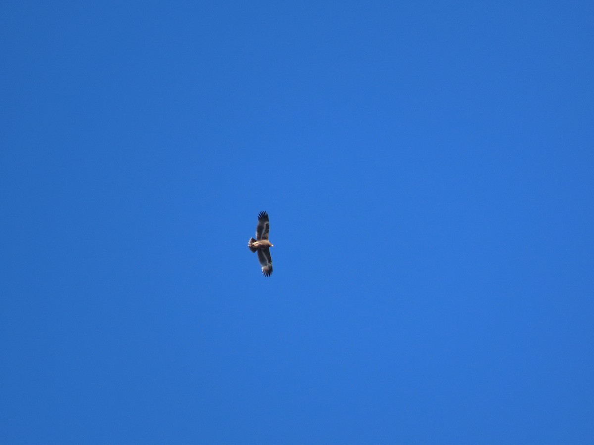 Steppe Eagle - ML646178839