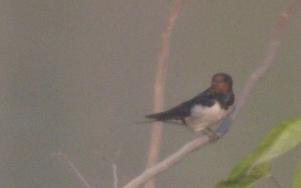 Ластівка сільська - ML646178841