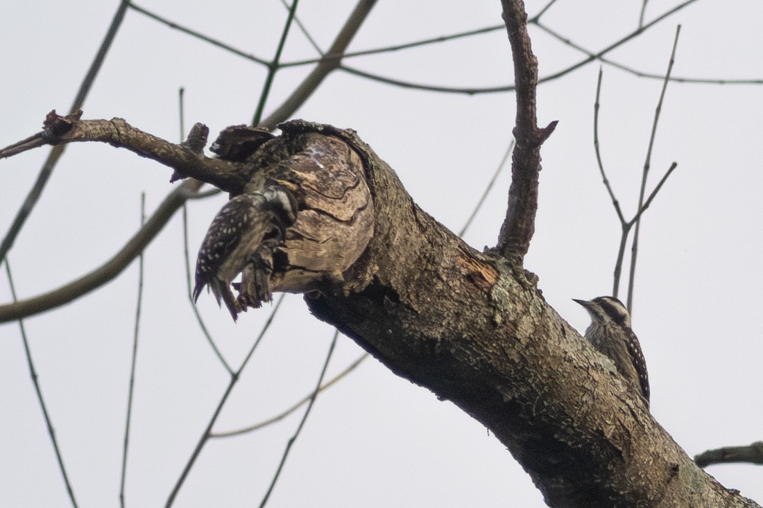 Sunda Pygmy Woodpecker - ML646178842