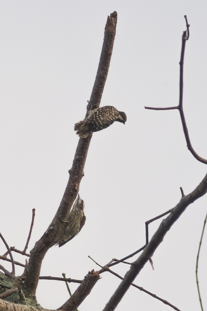 Sunda Pygmy Woodpecker - ML646178843
