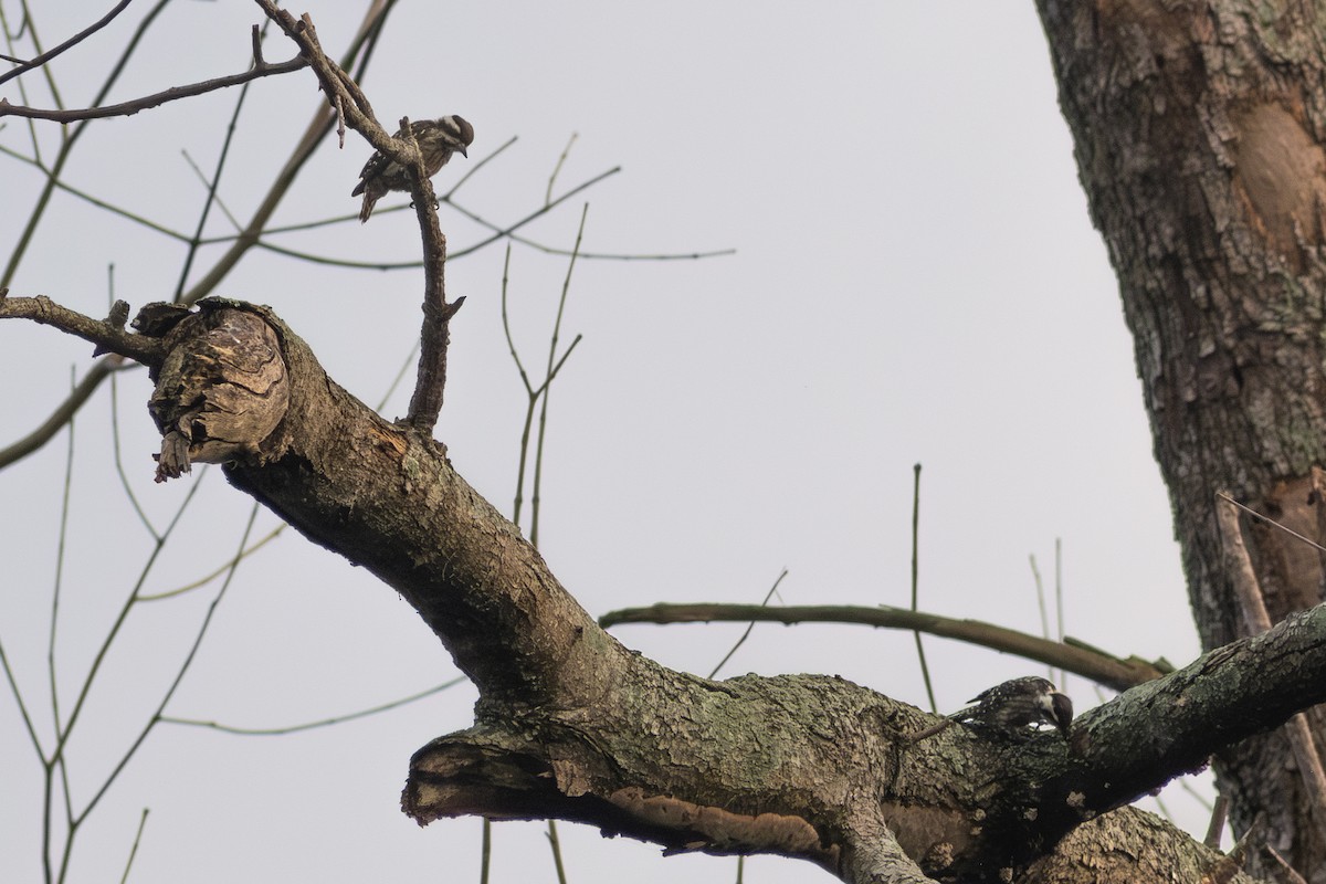 Sunda Pygmy Woodpecker - ML646178844