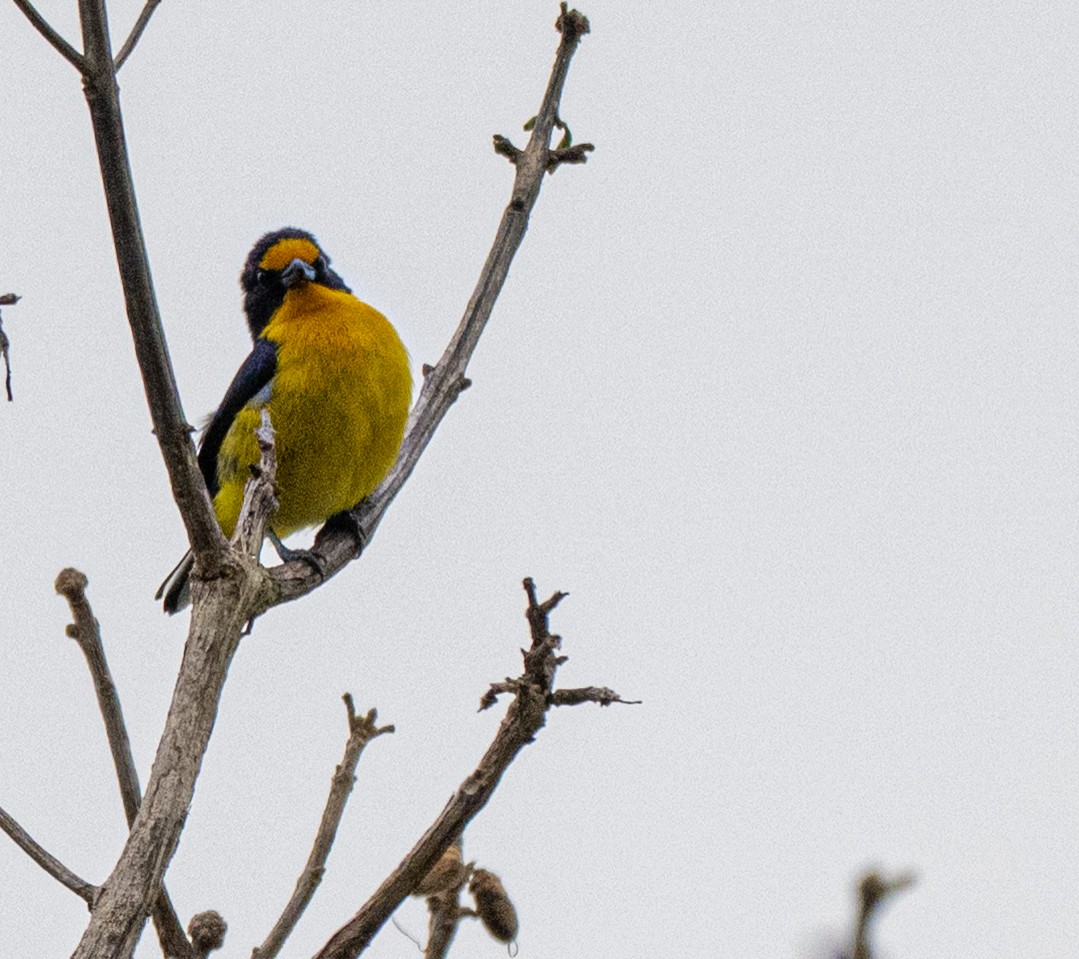 Violaceous Euphonia - ML646178845