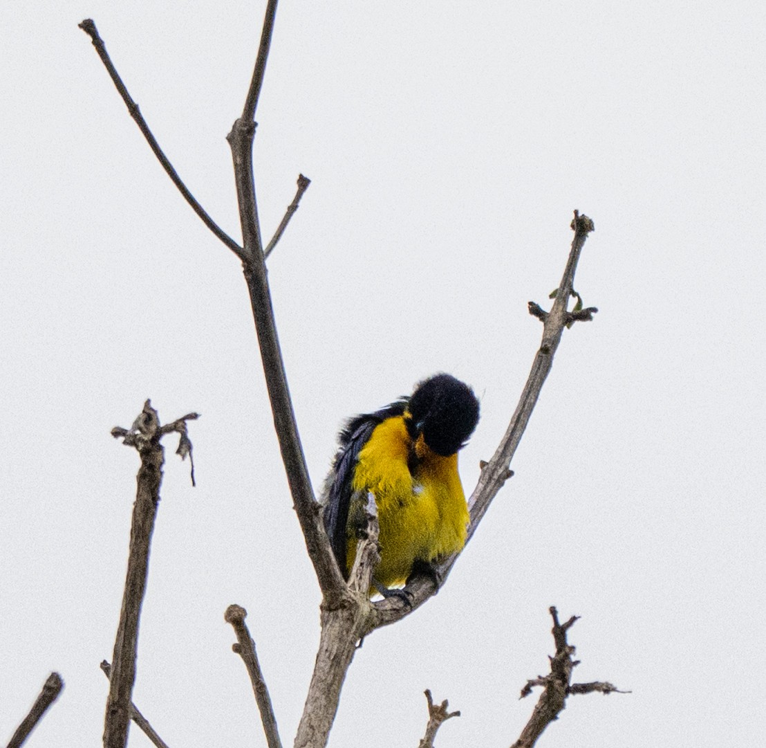 Violaceous Euphonia - ML646178846