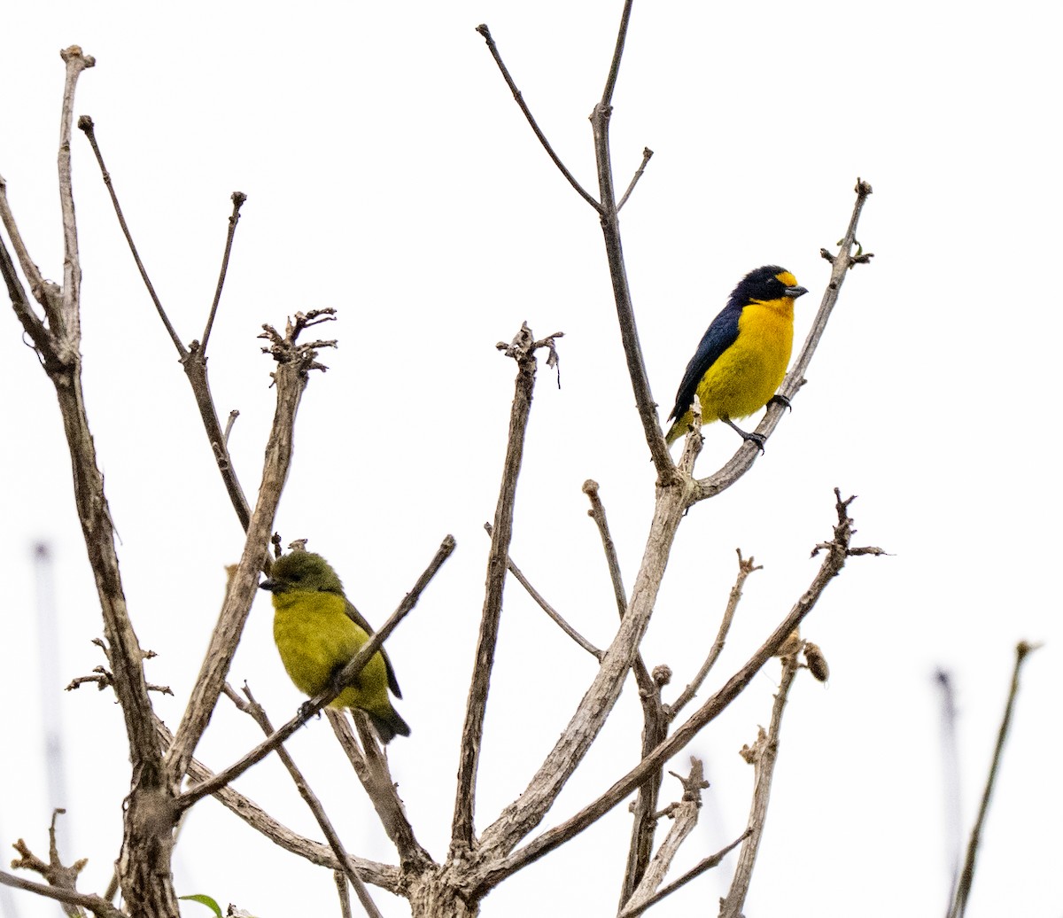 Violaceous Euphonia - ML646178847