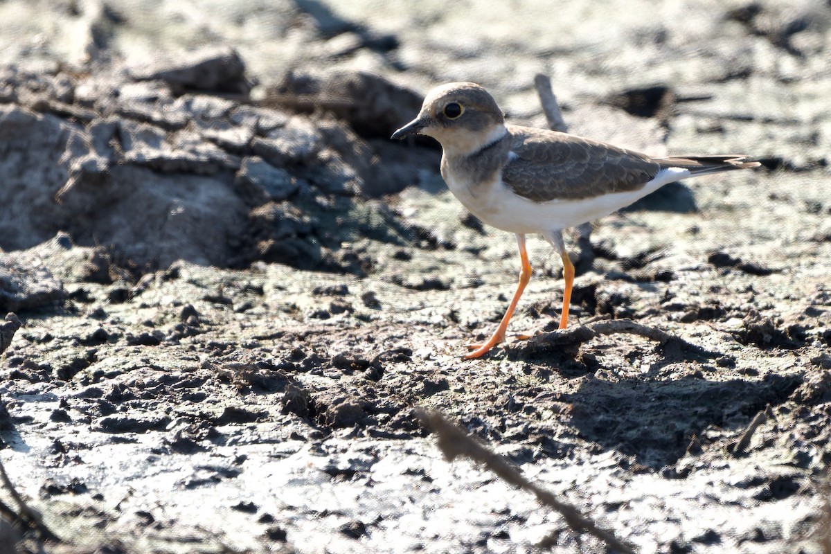 小環頸鴴 - ML646178848