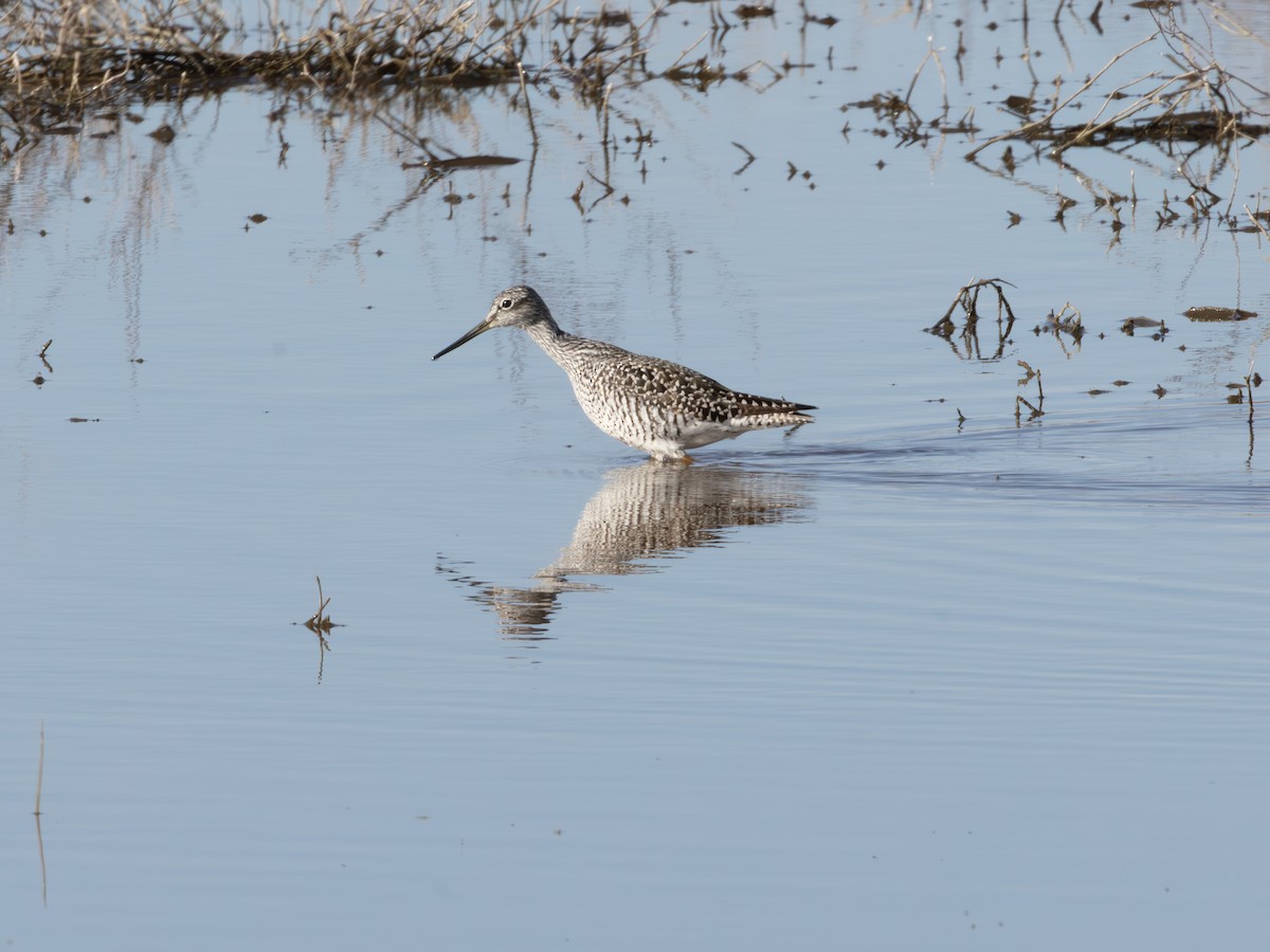 Greater Yellowlegs - ML646178849