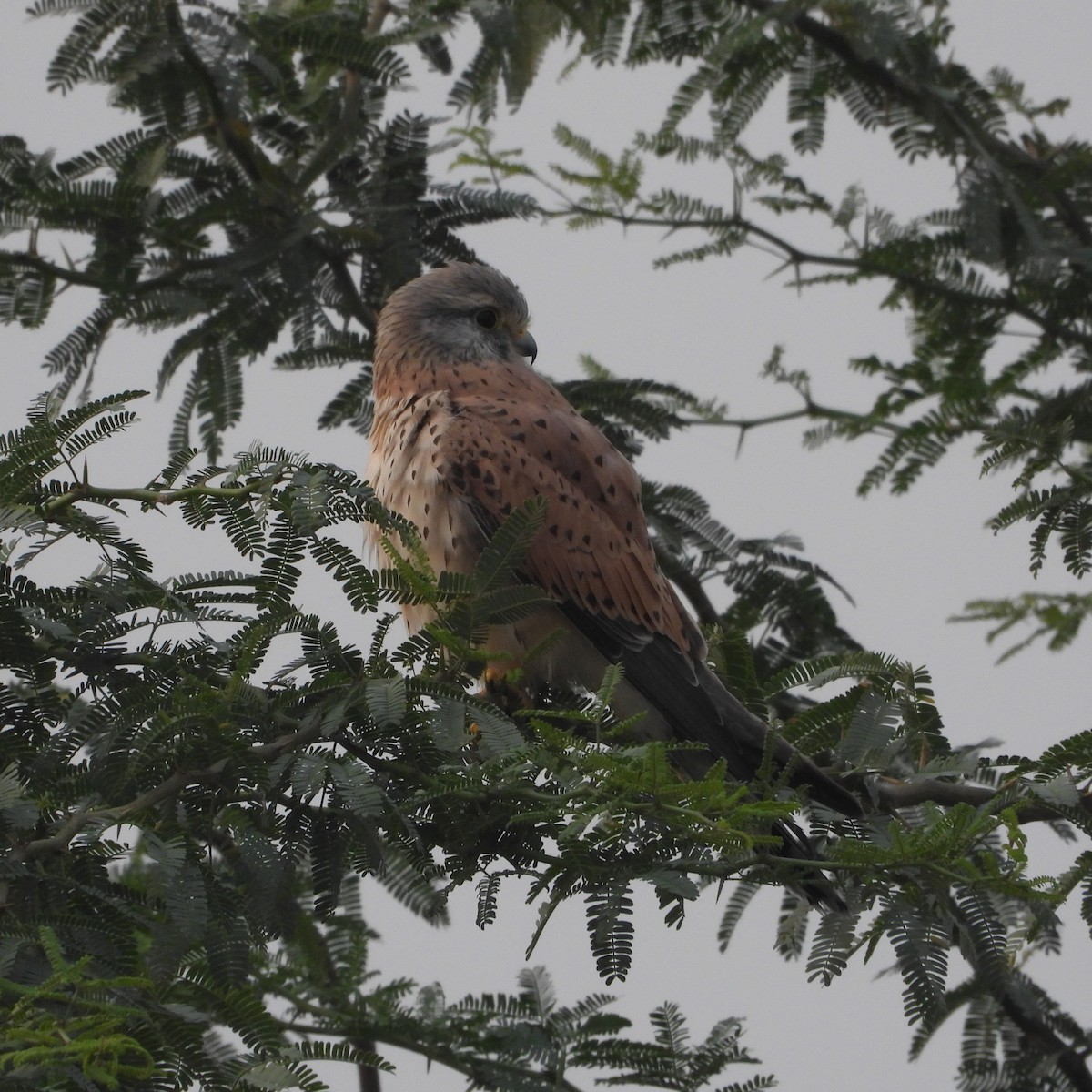 紅隼 - ML646178851