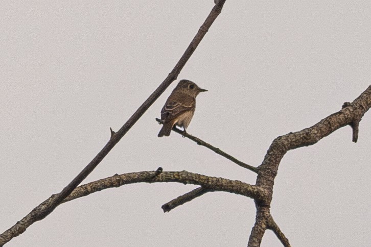 寬嘴鶲 - ML646178852