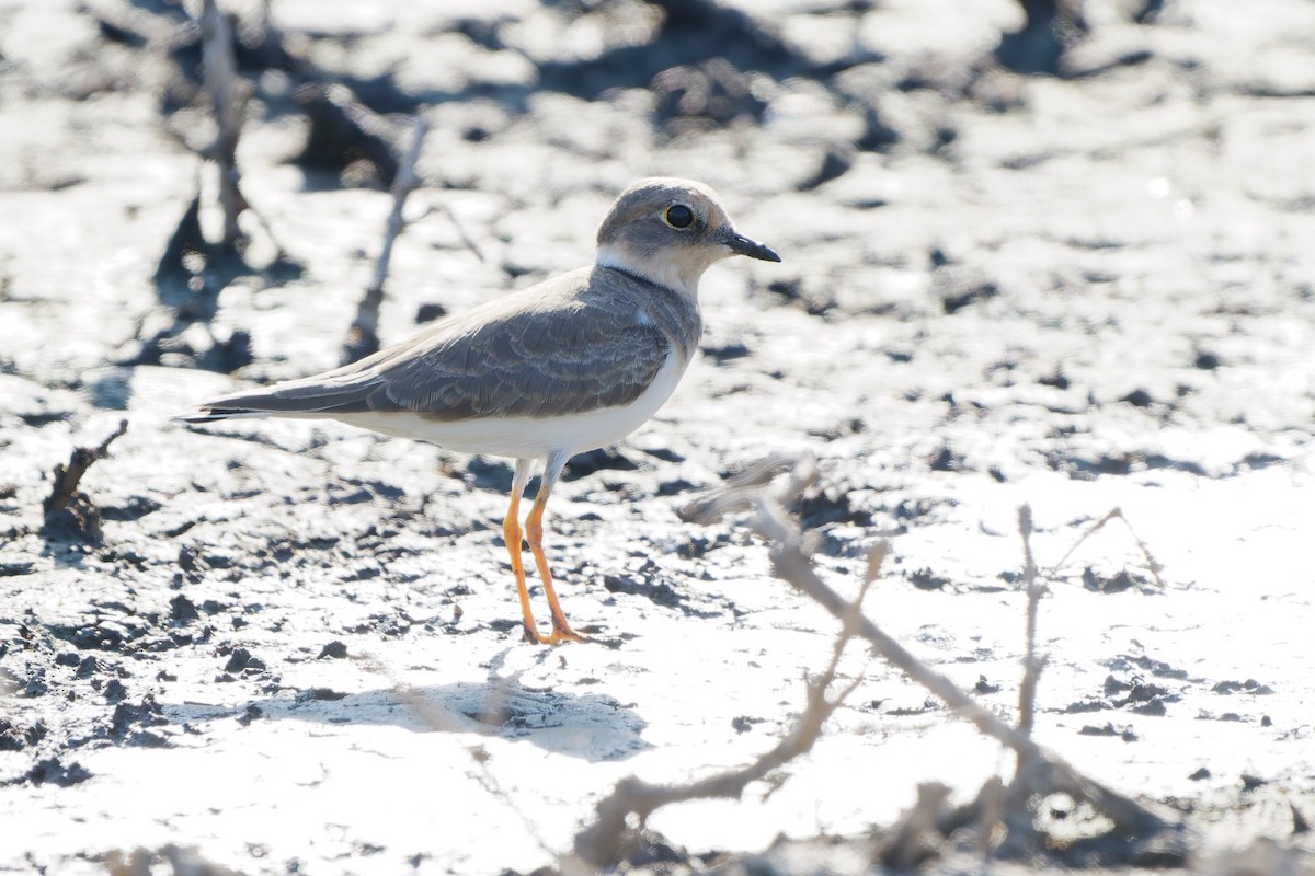 小環頸鴴 - ML646178853