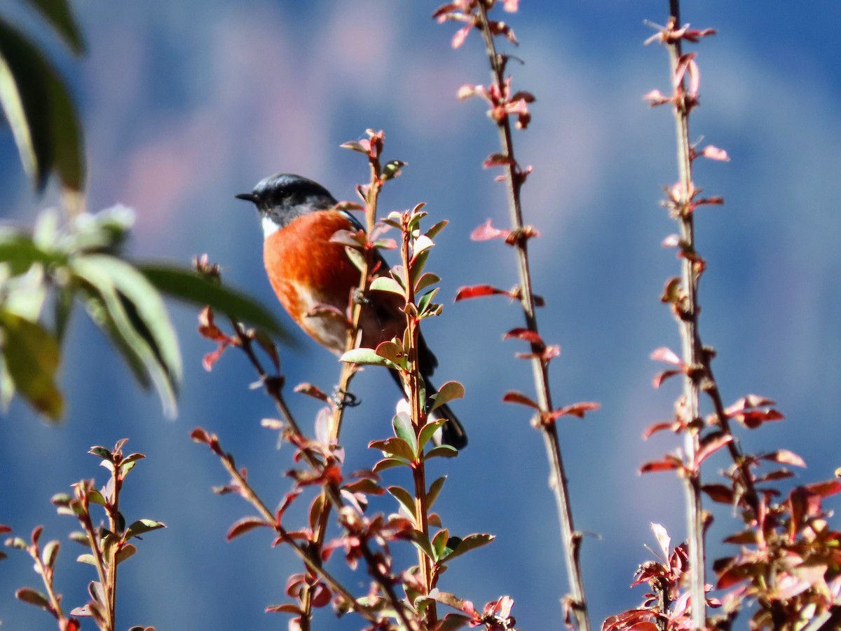 White-throated Redstart - ML646178855
