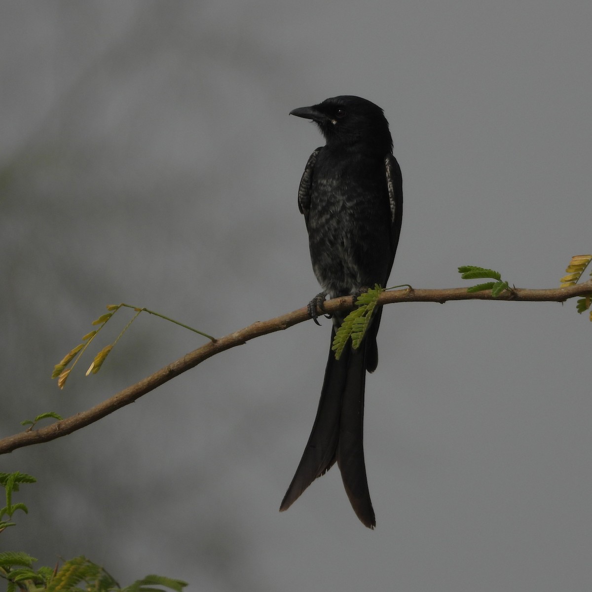 大卷尾 - ML646178856