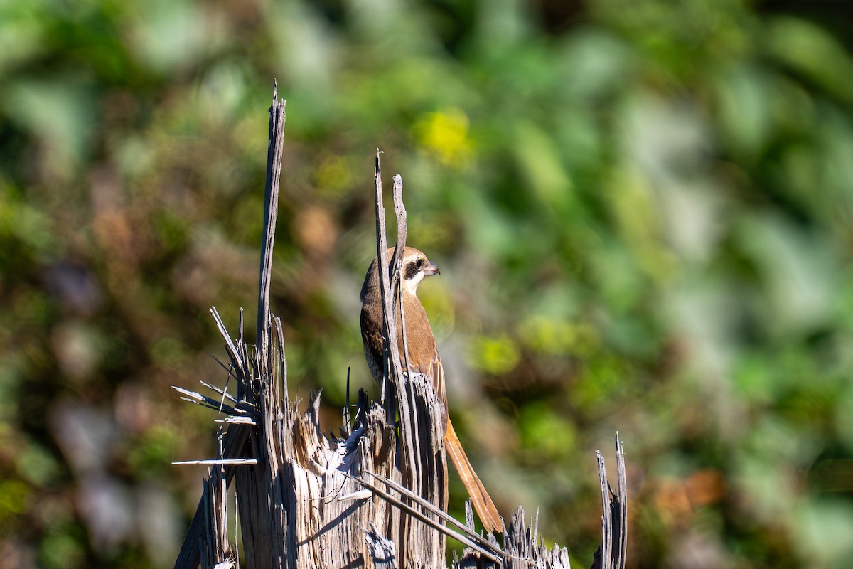 紅尾伯勞 - ML646178857