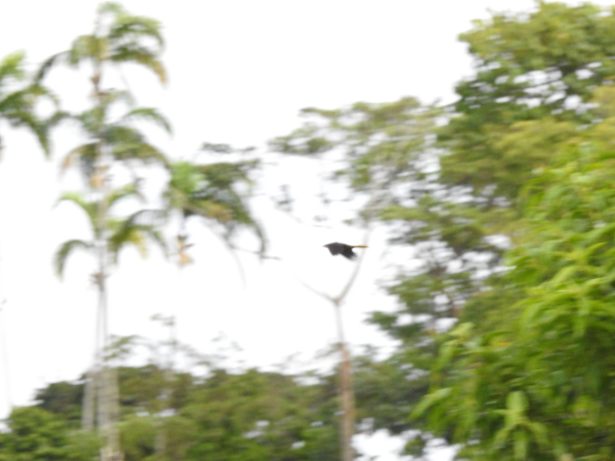 Crested Oropendola - ML646178859