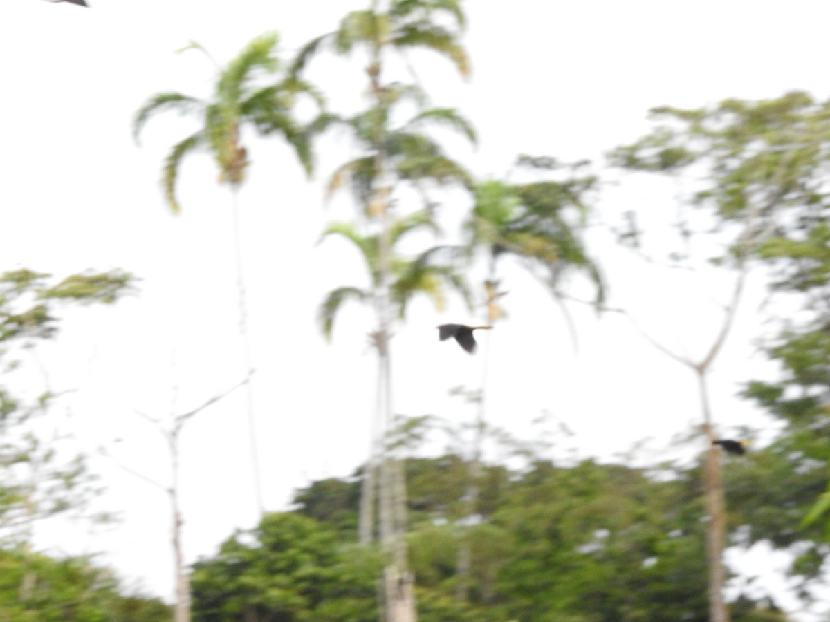 Crested Oropendola - ML646178860