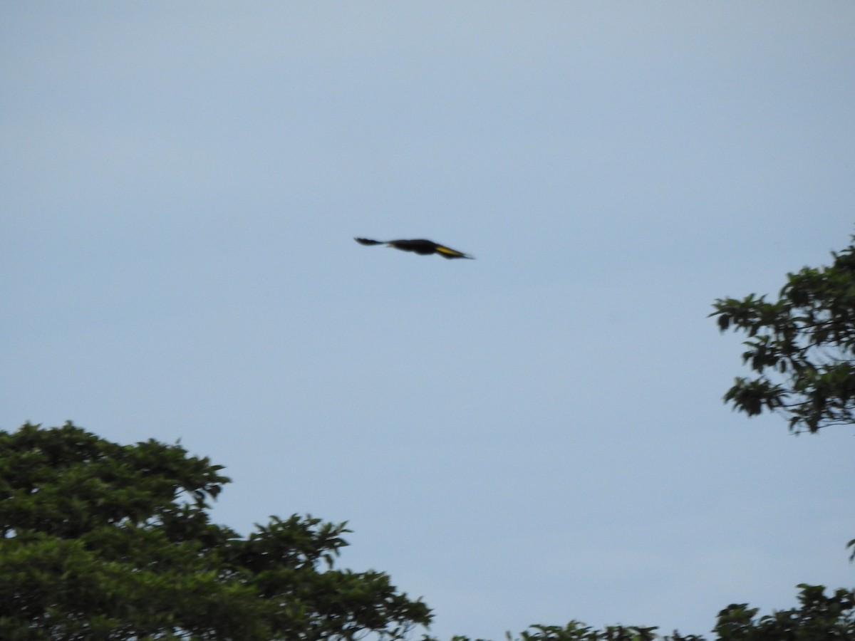 Crested Oropendola - ML646178861
