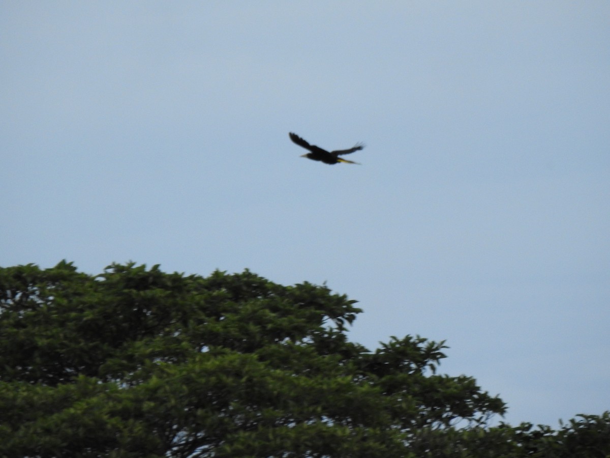 Crested Oropendola - ML646178862