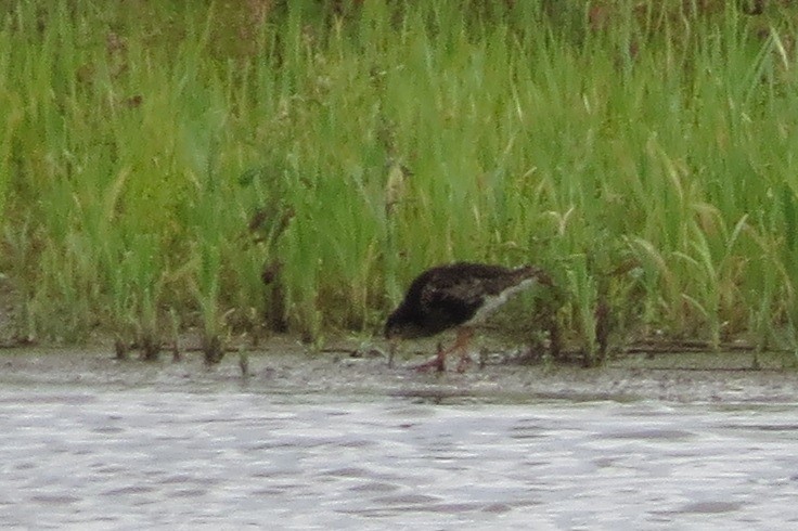 流蘇鷸 - ML646178863