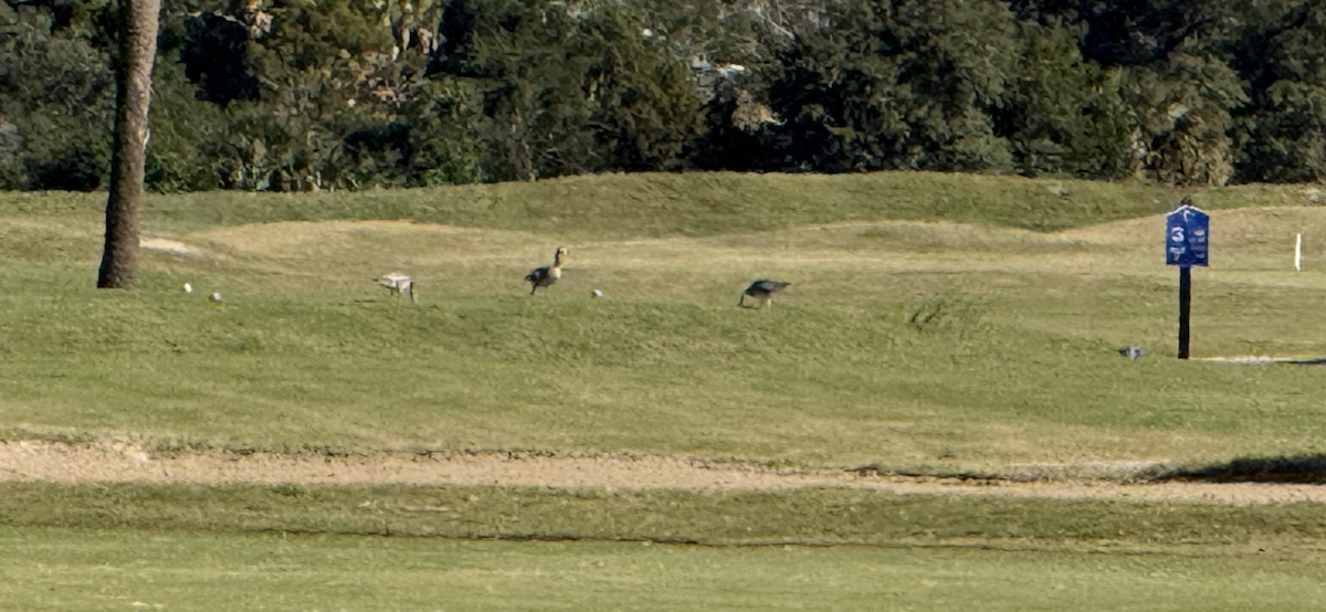 Snow Goose - ML646178864