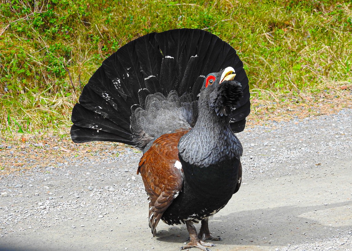 Western Capercaillie - ML646178865