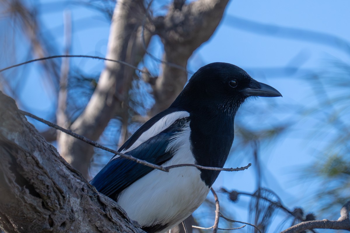 喜鵲 - ML646178866