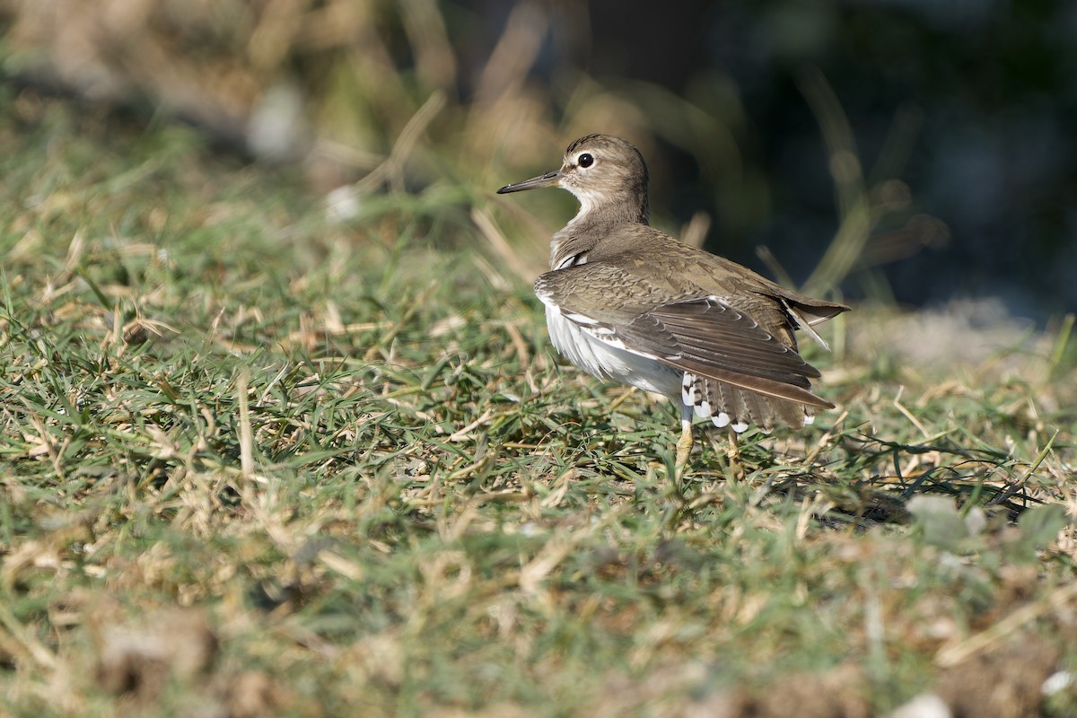 磯鷸 - ML646178867