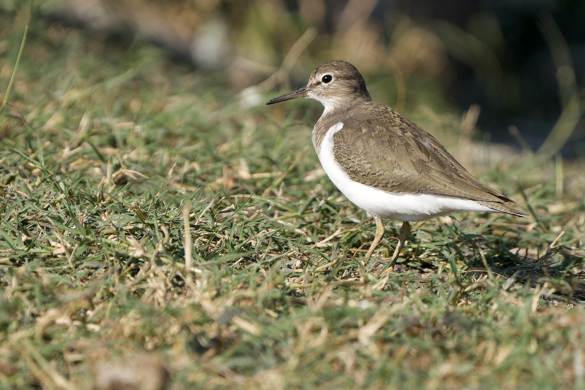 磯鷸 - ML646178868