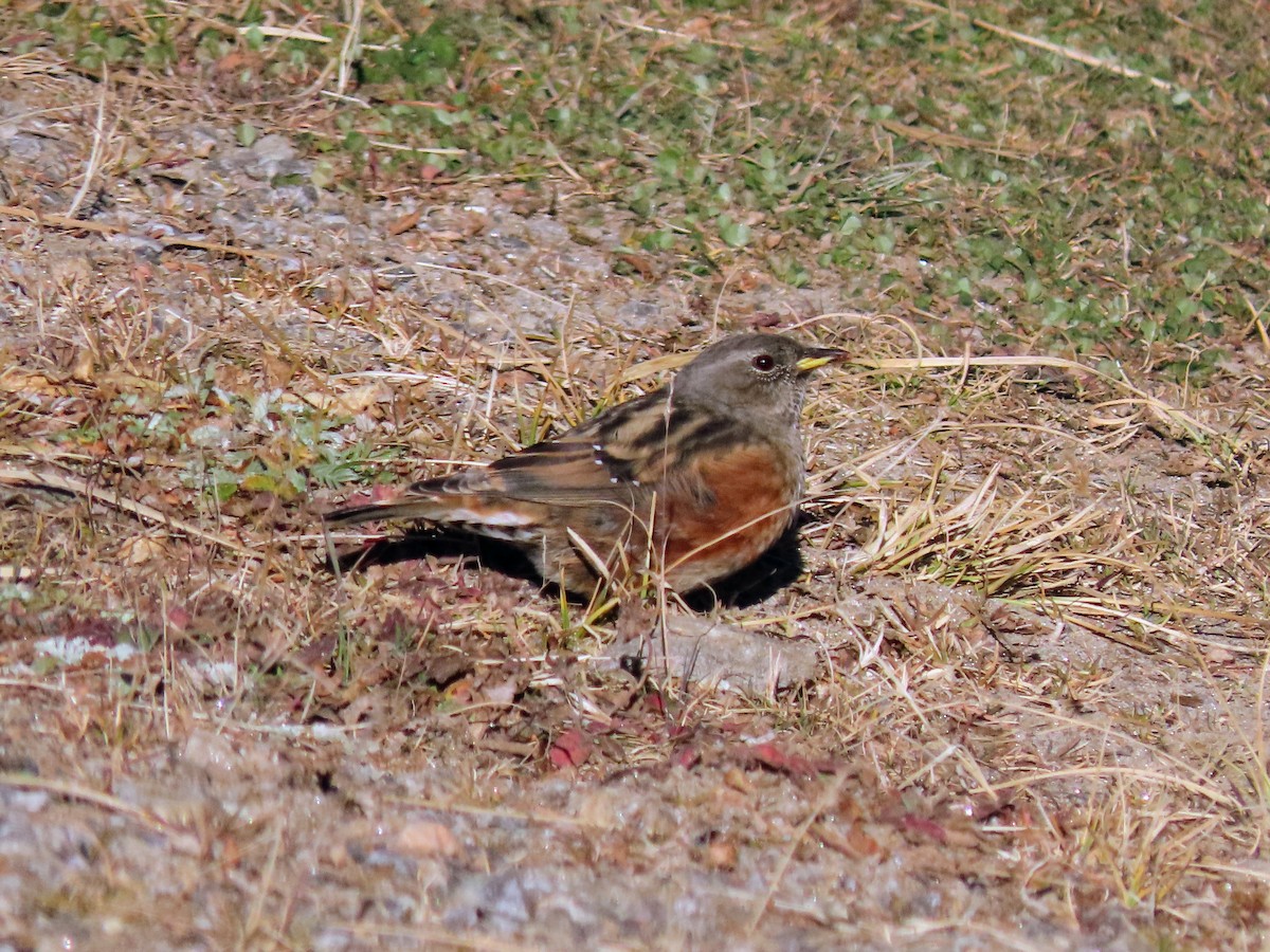 岩鷚 - ML646178869