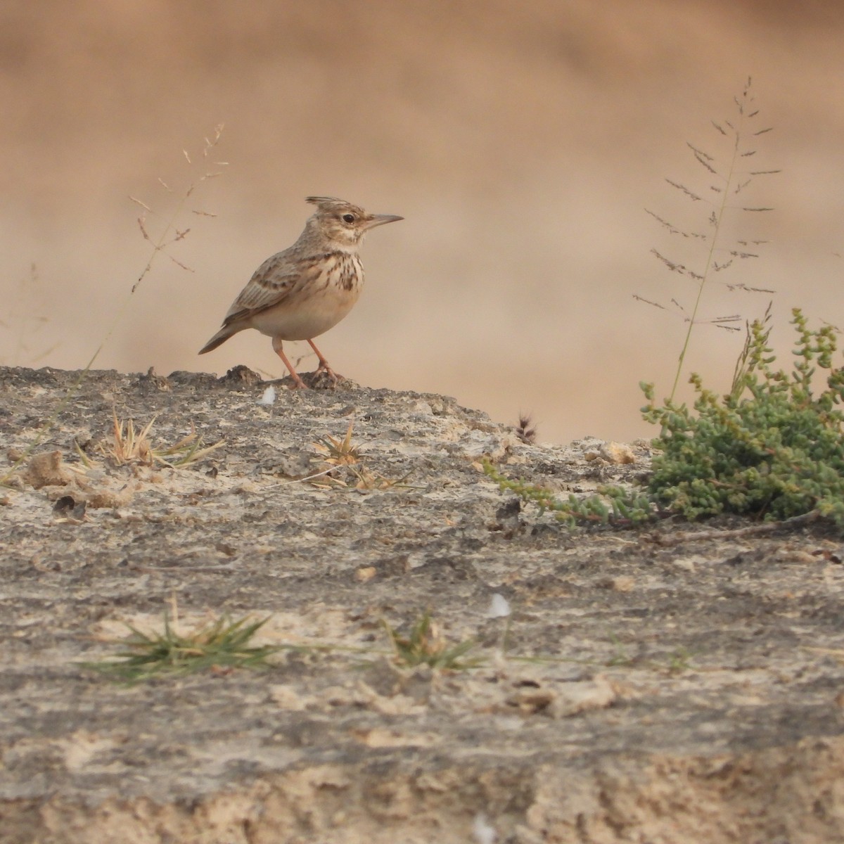 Crested Lark - ML646178870