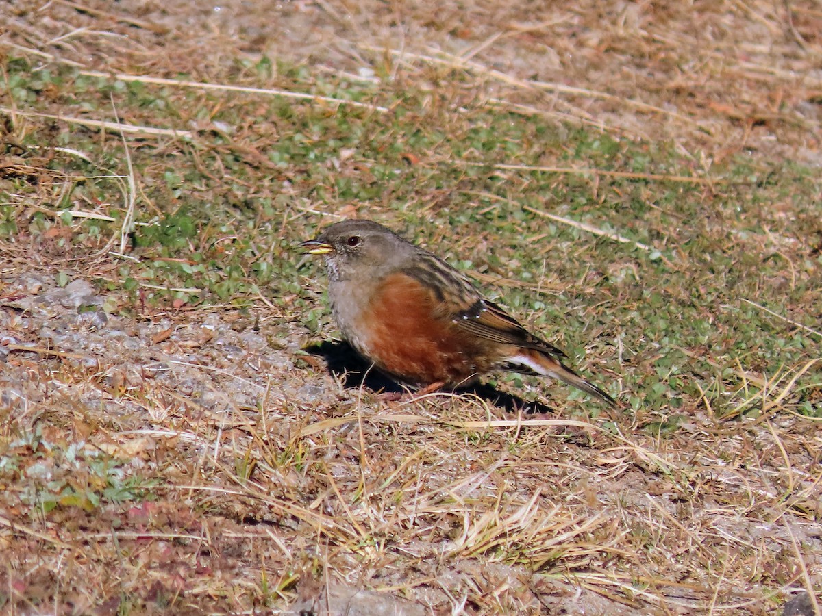 岩鷚 - ML646178872