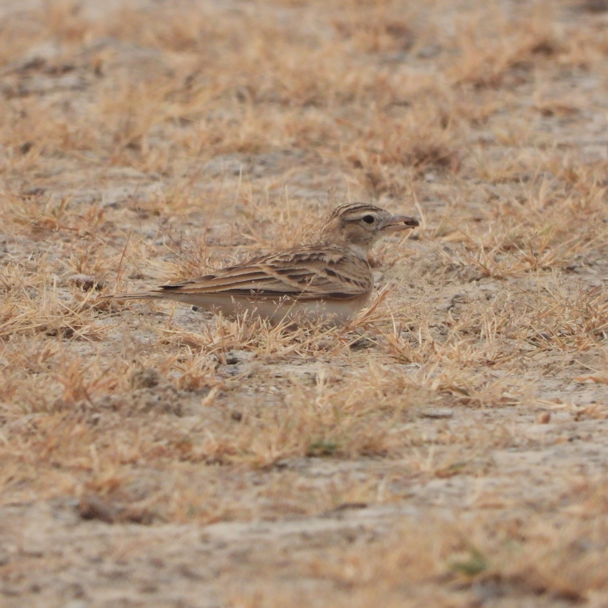 大短趾百靈 - ML646178873