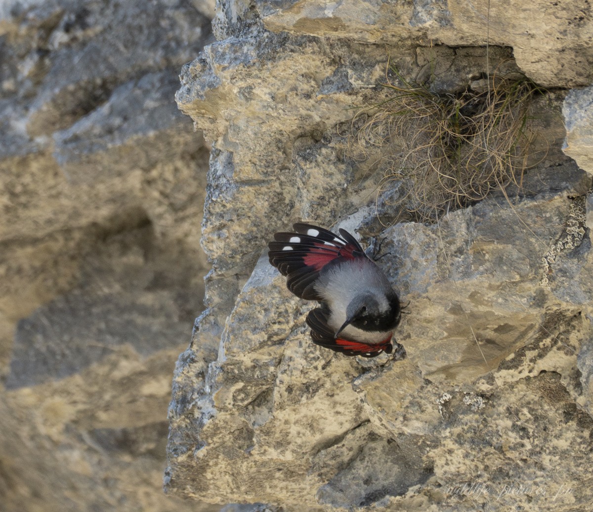 Wallcreeper - ML646178874