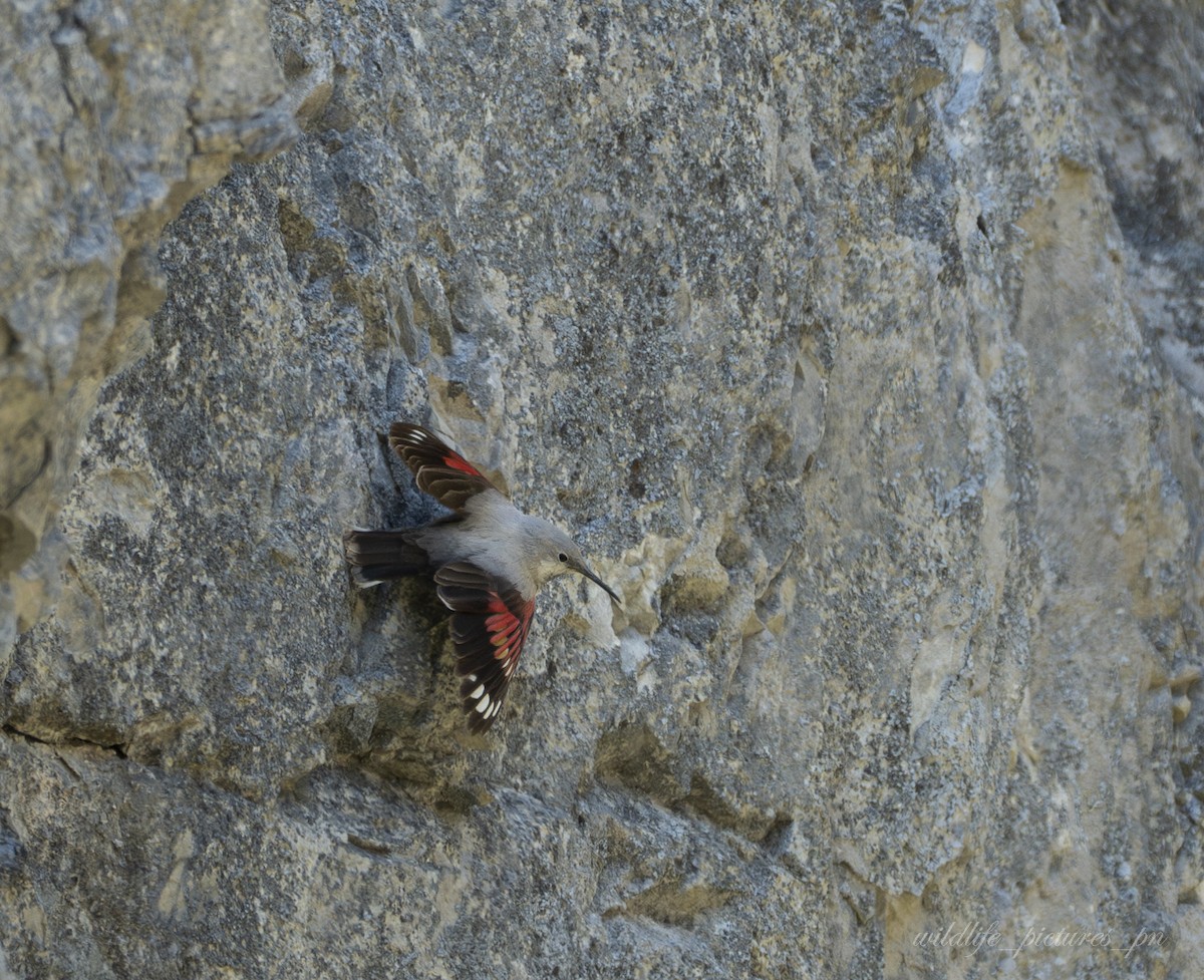 Wallcreeper - ML646178875