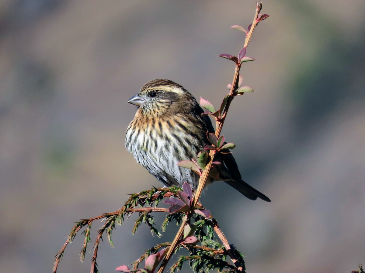 Thuragimpel - ML646178894