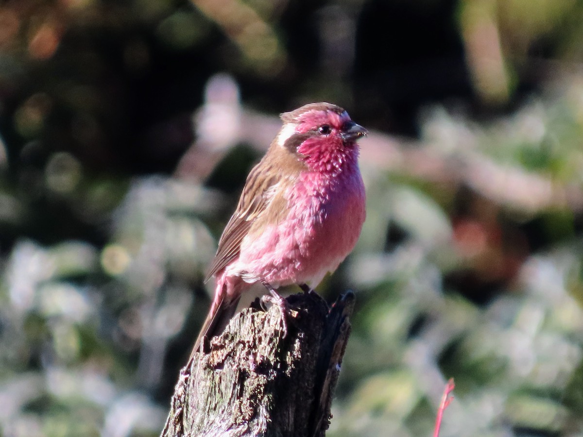 Thuragimpel - ML646178906