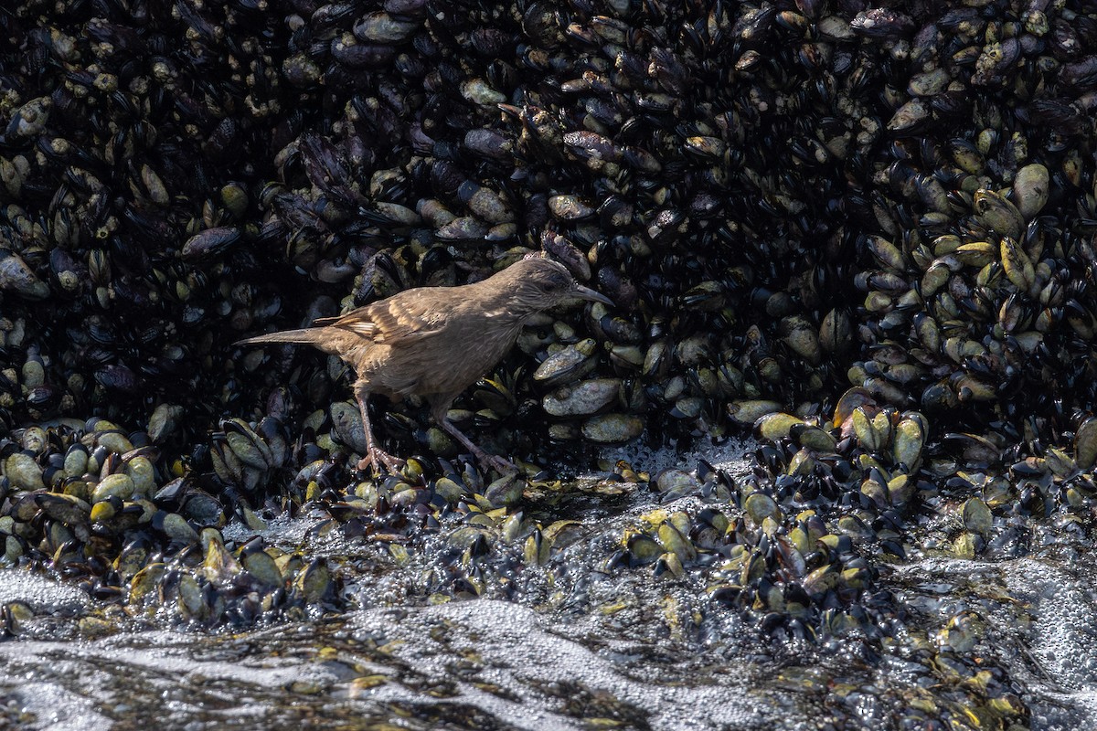 Surf Cinclodes - ML646178909