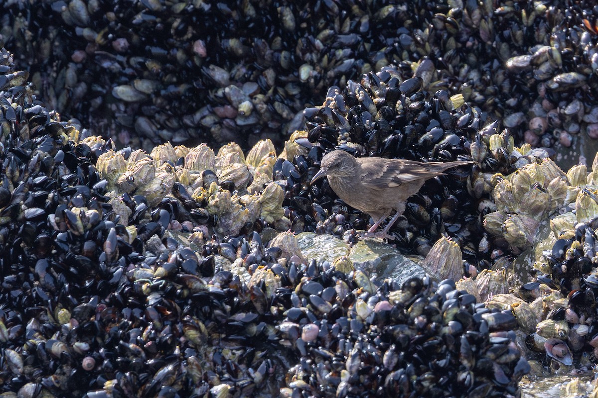 Surf Cinclodes - ML646178910