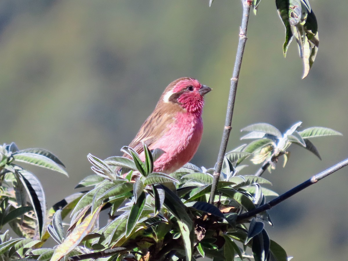 Thuragimpel - ML646178911