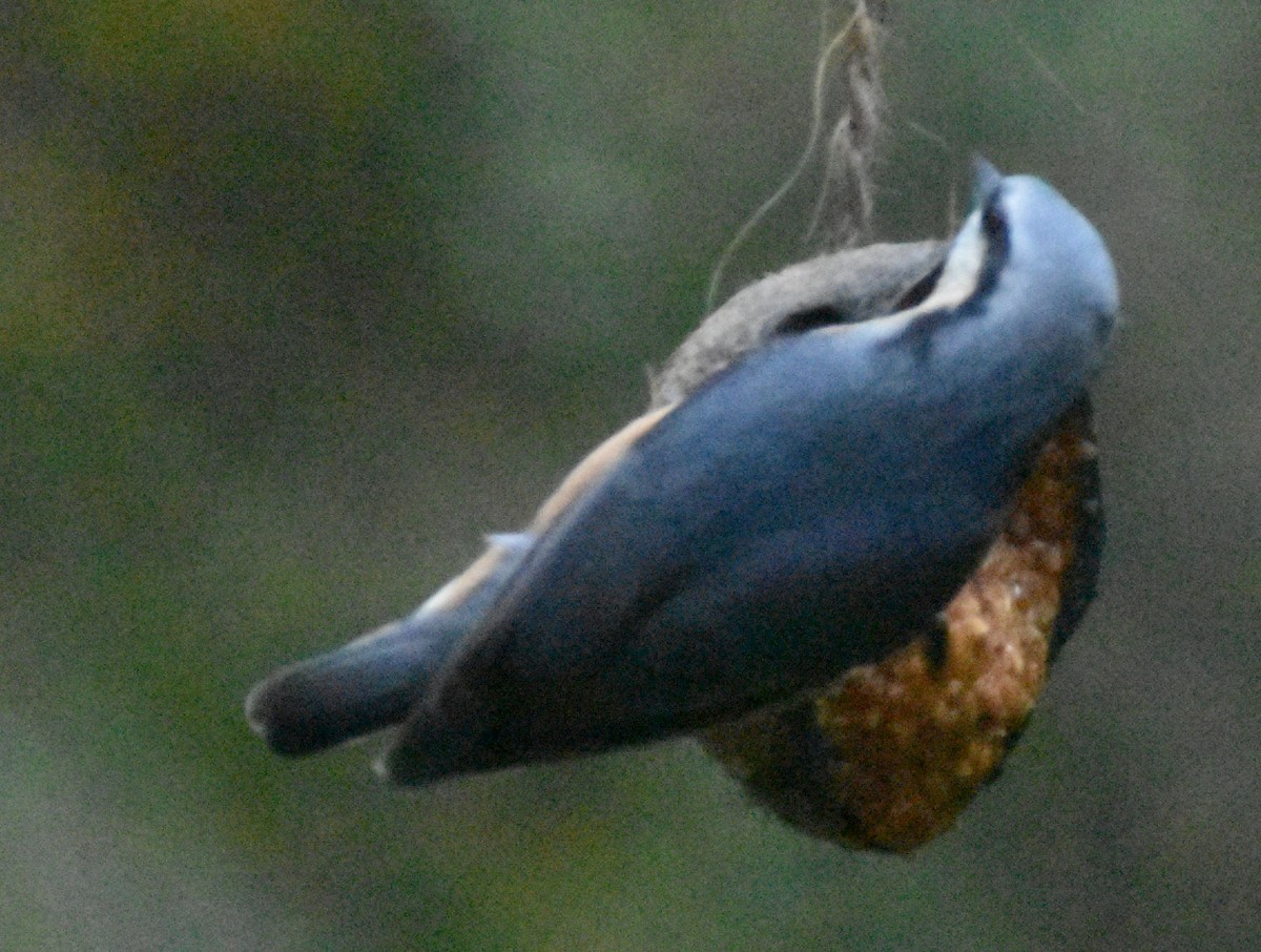 סיטה אירופית - ML646178932