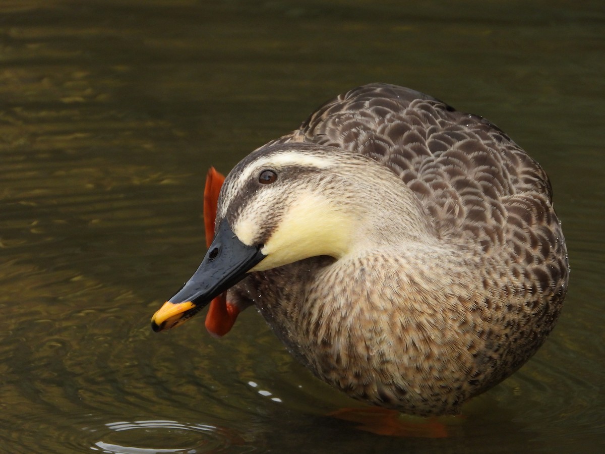 kinaand - ML646178933